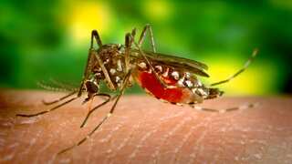 Brazil escalates fight against dengue fever outbreak with bacteria-infected mosquitoes