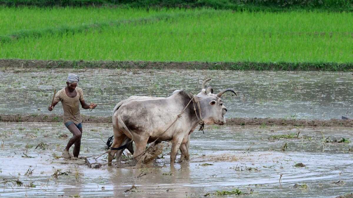 What's the role of India's monsoon?