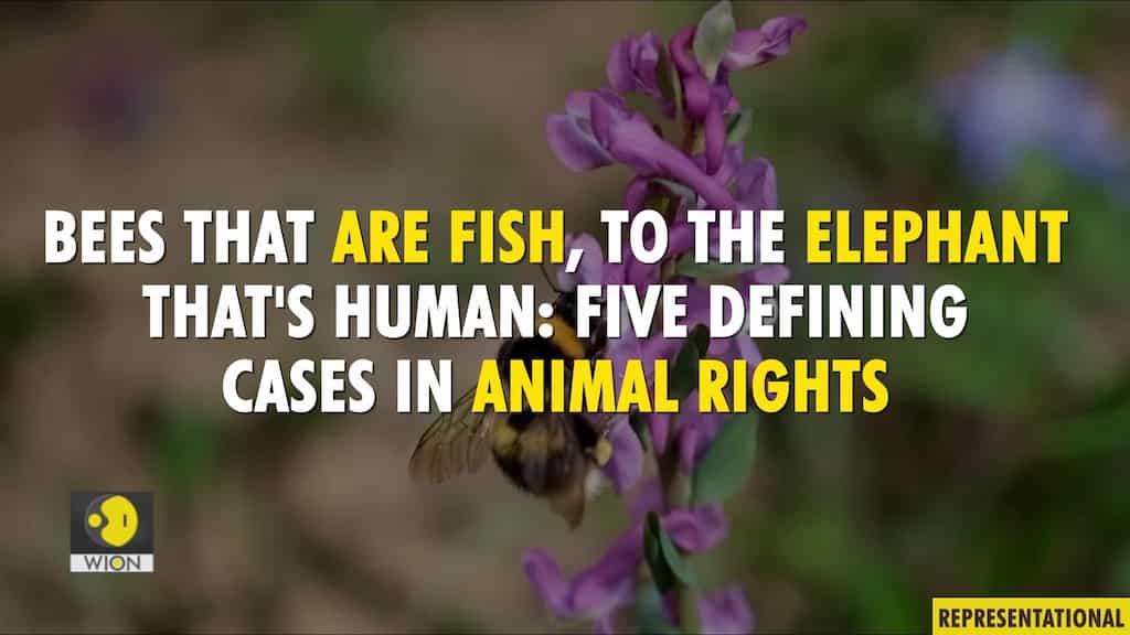 Bees that are fish, to the elephant that's human: Five defining cases in animal rights