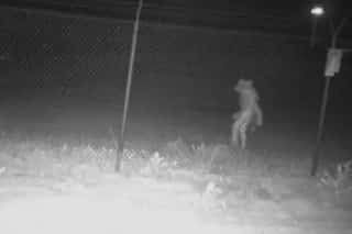 Alien or monster? Mysterious creature caught on camera outside Texas zoo