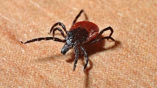 What is Powassan virus? After coronavirus and monkeypox, a tick-borne disease that can be fatal