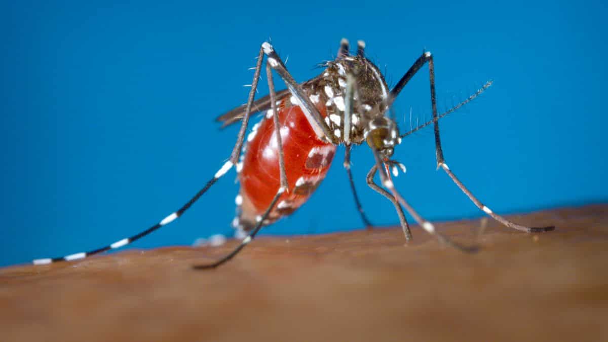 Indian capital Delhi reports 126 dengue, 8 chikungunya and 21 malaria cases this year Indian capital Delhi reports 126 dengue, 8 chikungunya and 21 malaria cases this year