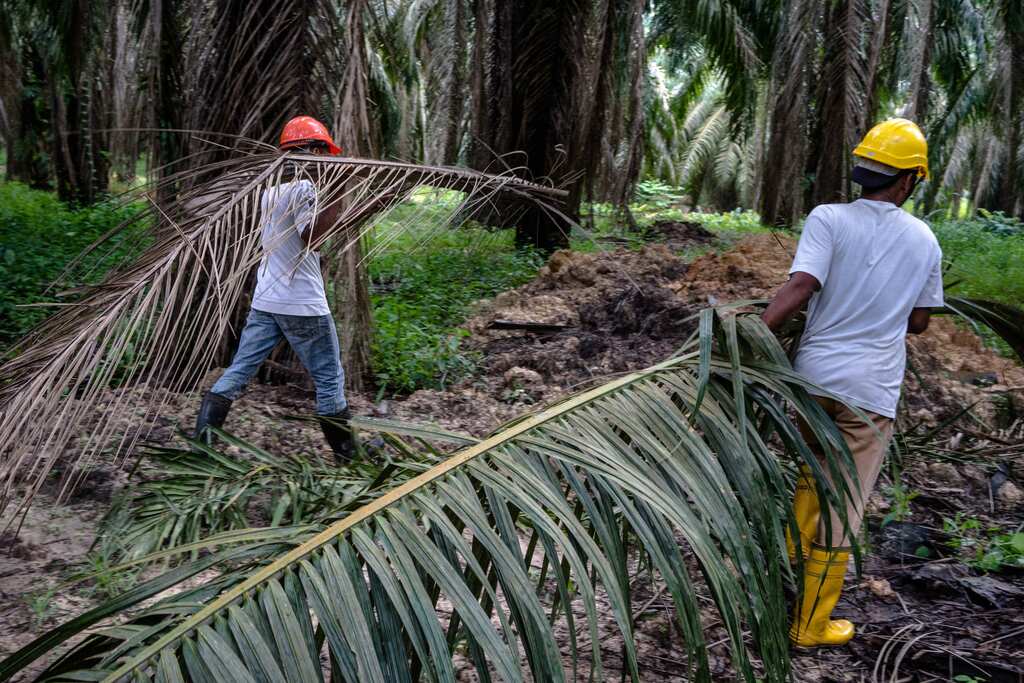 Malaysia faces severe labour crisis, palm fruit industry among the worst hit