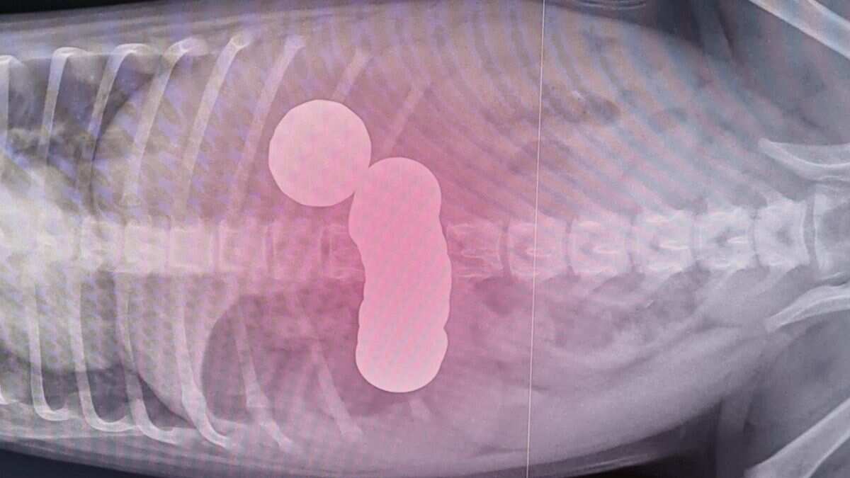 12-week-old puppy has surgery after swallowing 20 coins from owner’s purse