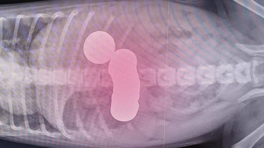 12-week-old puppy has surgery after swallowing 20 coins from owner’s purse