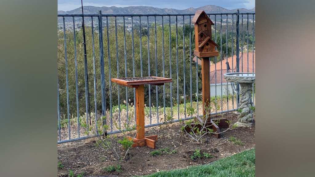 Believe it or not: Too many feeding trays for birds may land you in jail in US