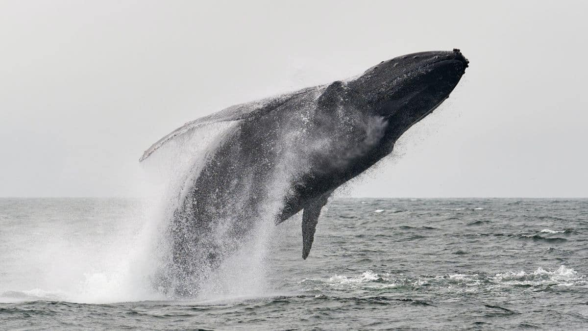 Watch This man was swallowed by a humpback whale. He lived to tell an