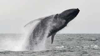 Watch: This man was swallowed by a humpback whale. He lived to tell an incredible tale of survival