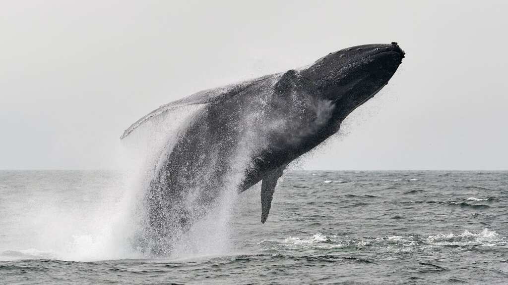 Watch: This man was swallowed by a humpback whale. He lived to tell an incredible tale of survival