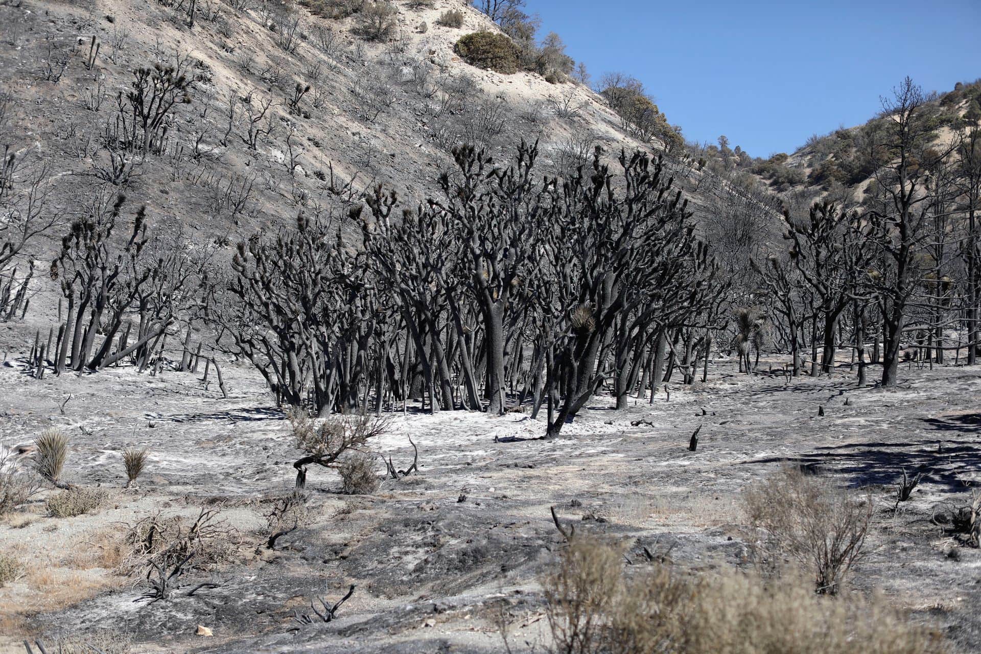 Dry vegetation fueling fire