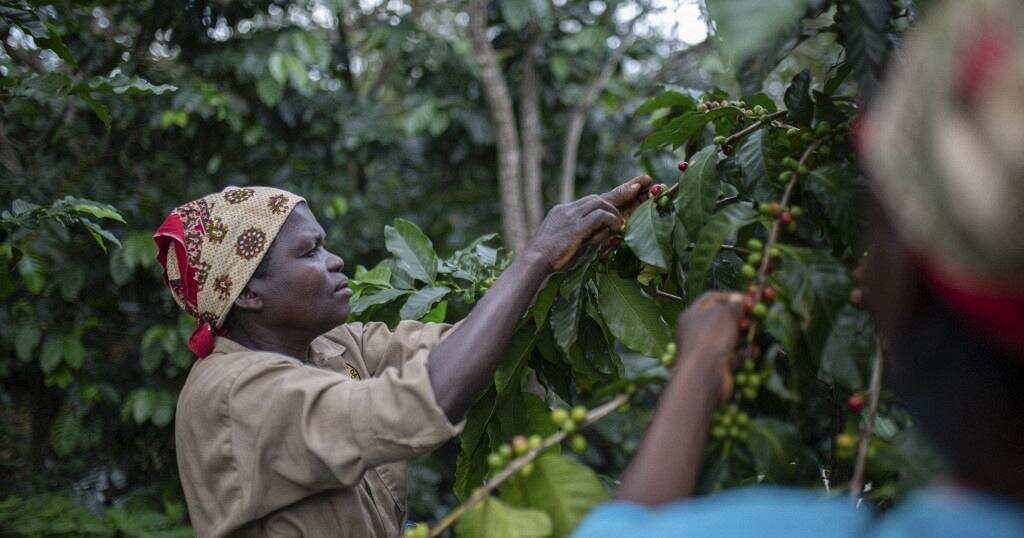 Coffee Plants helps in restoring forest