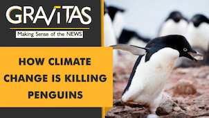 Gravitas: Dead Penguins wash up on New Zealand beaches