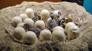 Paleontologists discover small armoured dinosaur in Argentina