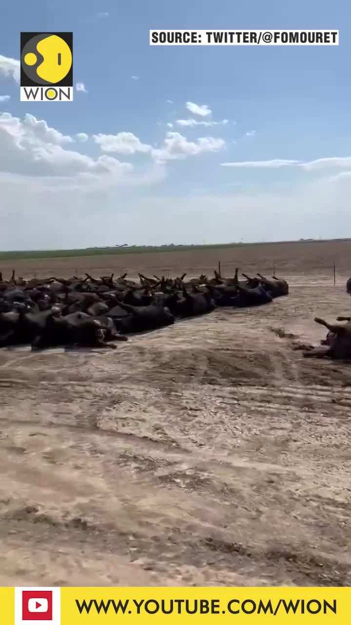 US: Heatwave kills thousands of cattle in Kansas