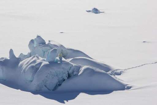 Can polar bears survive without Arctic ice? Scientists think so. Here's why