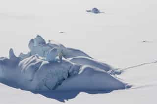 Can polar bears survive without Arctic ice? Scientists think so. Here's why