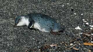 Hundreds of dead little blue penguins wash ashore in New Zealand. Find out why