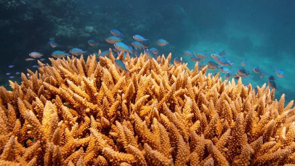 Australian scientists finds a way to spot corals at risk of bleaching