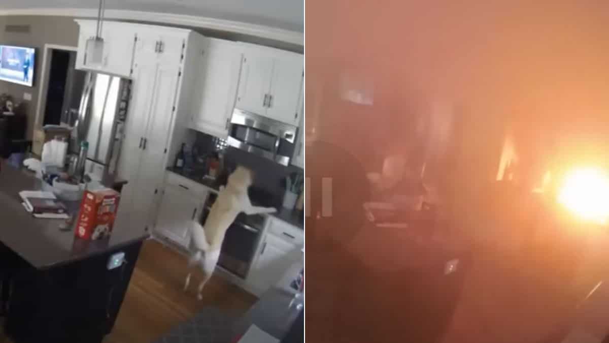Dog turns on stove and starts major house fire, incident caught on CCTV camera - Watch Dog turns on stove and starts major house fire, incident caught on CCTV camera - Watch