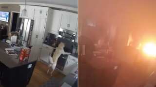 Dog turns on stove and starts major house fire, incident caught on CCTV camera - Watch
