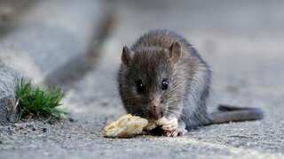 Rats with 'backpacks' may soon save people stuck under rubble