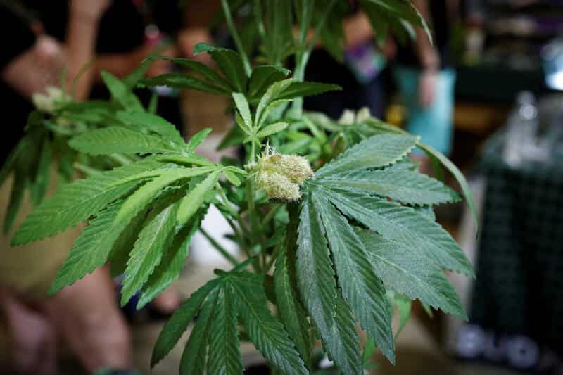 Former US diplomat jailed by Russia for carrying 17g of cannabis for medicinal use