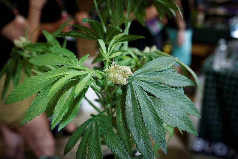 Former US diplomat jailed by Russia for carrying 17g of cannabis for medicinal use