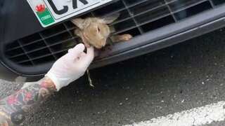 Trapped in car’s grille, ‘lucky’ rabbit survives perilous road journey of over 30 miles in UK