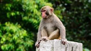 Monkeys kill month-old baby after snatching boy from breastfeeding mother in Tanzania