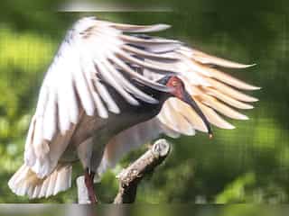 Toki, 'modern phoenix' of Japan brought back from extinction