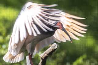 Bird flies from Alaska to Australia non-stop, surpasses Guinness world record