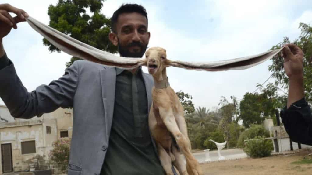 Newborn baby goat with 19-inch-long ears hogs limelight in Pakistan, looks to bag Guinness World Record