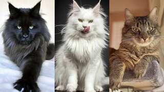 20 Maine Coon cats eat body of deceased owner for two weeks in Russia. Find out why