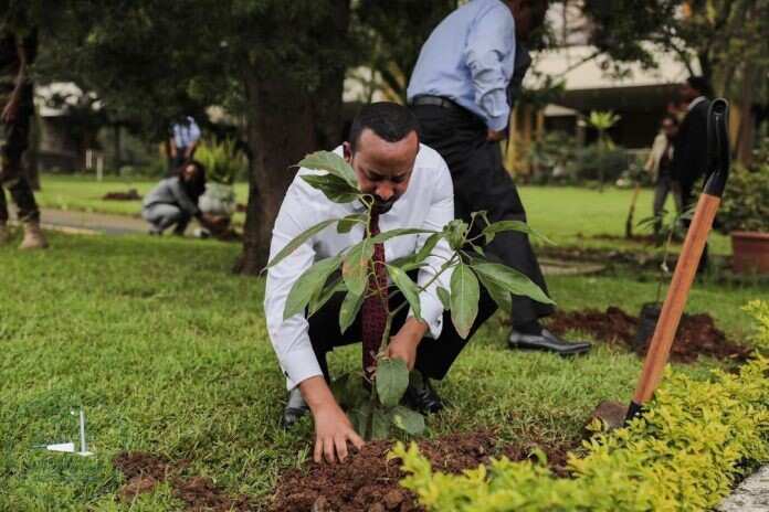 Ethiopian PM plants trees for 'Green Legacy' project