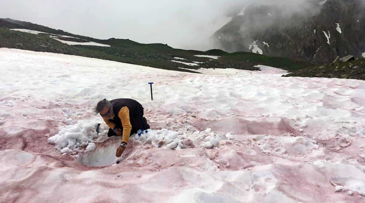 Watch | 'Snow blood': Why climate change may be turning the Alps red Watch | 'Snow blood': Why climate change may be turning the Alps red