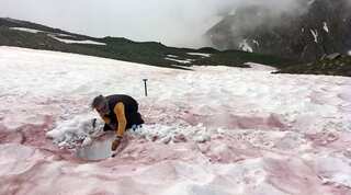 Watch | 'Snow blood': Why climate change may be turning the Alps red