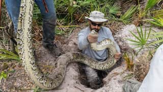 18-feet-long, weighing 98 kg: Florida has just unveiled its heaviest python so far