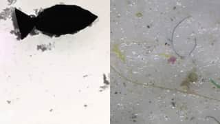 13-mm-long robot-fish designed by scientists to ‘eat’ microplastics in oceans