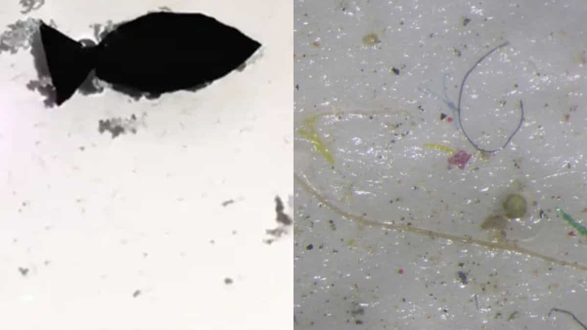 13-mm-long robot-fish designed by scientists to ‘eat’ microplastics in ...