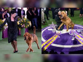 In pics: Trumpet, a bloodhound, wins US Westminster dog show this year