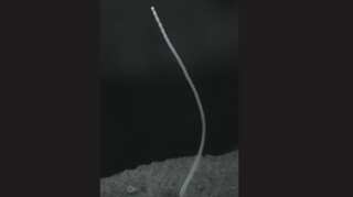 Scientists discover world's largest bacterium in Caribbean swamp