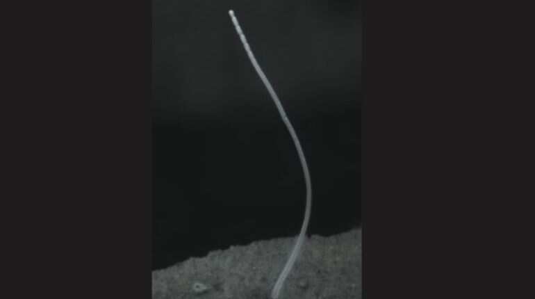 Scientists discover world's largest bacterium in Caribbean swamp