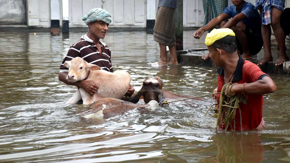People in search of shelters