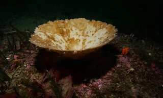 New Zealand sees record sea sponge bleaching, scientists 'alarmed'