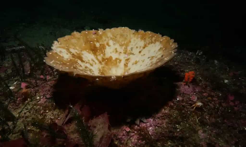 New Zealand sees record sea sponge bleaching, scientists 'alarmed'
