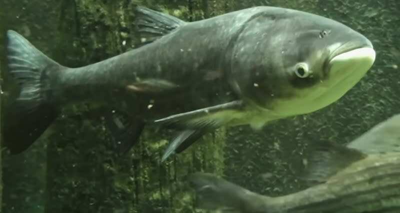 Illinois finds a solution to its Copi fish infestation
