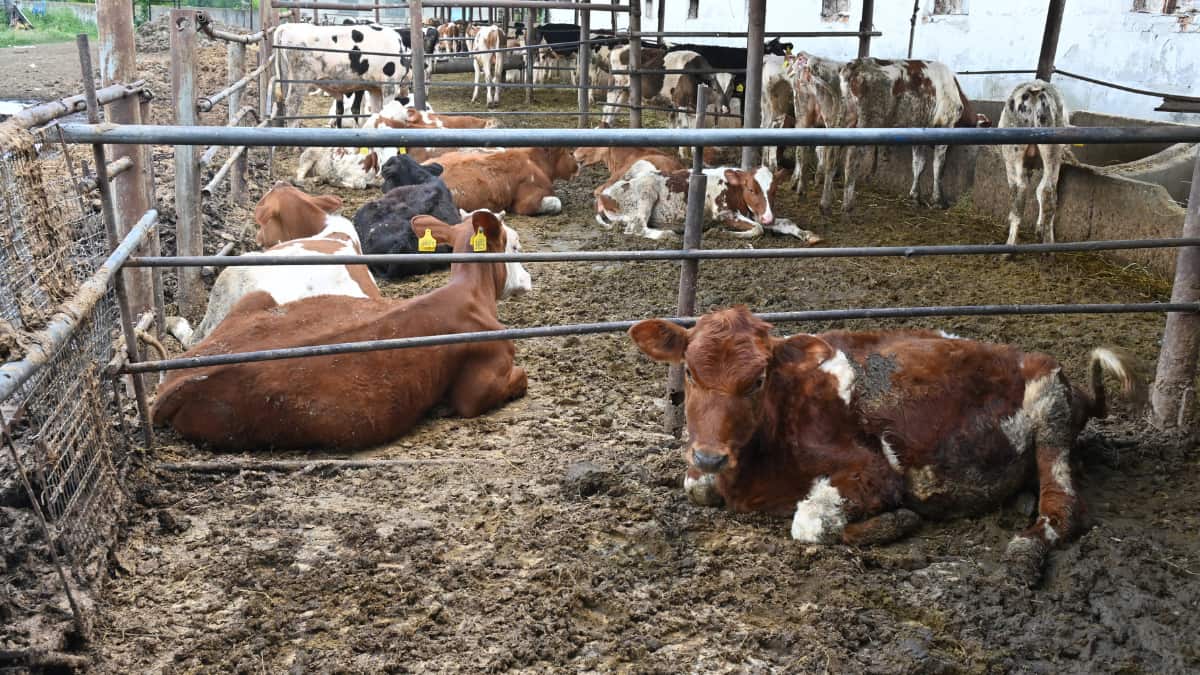 Ukraine farm animals burned alive in Russian bombing Ukraine farm animals burned alive in Russian bombing