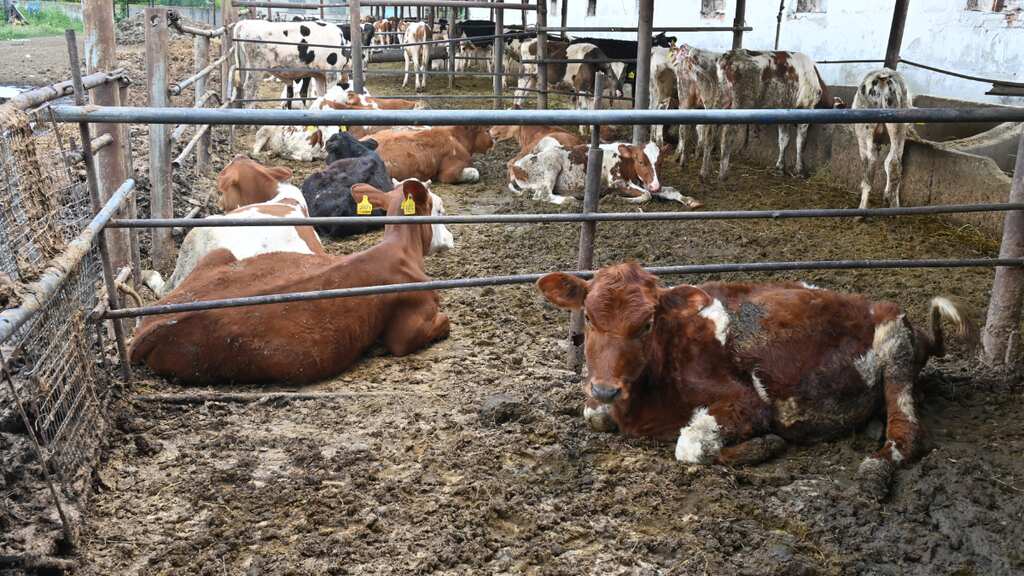 Ukraine farm animals burned alive in Russian bombing