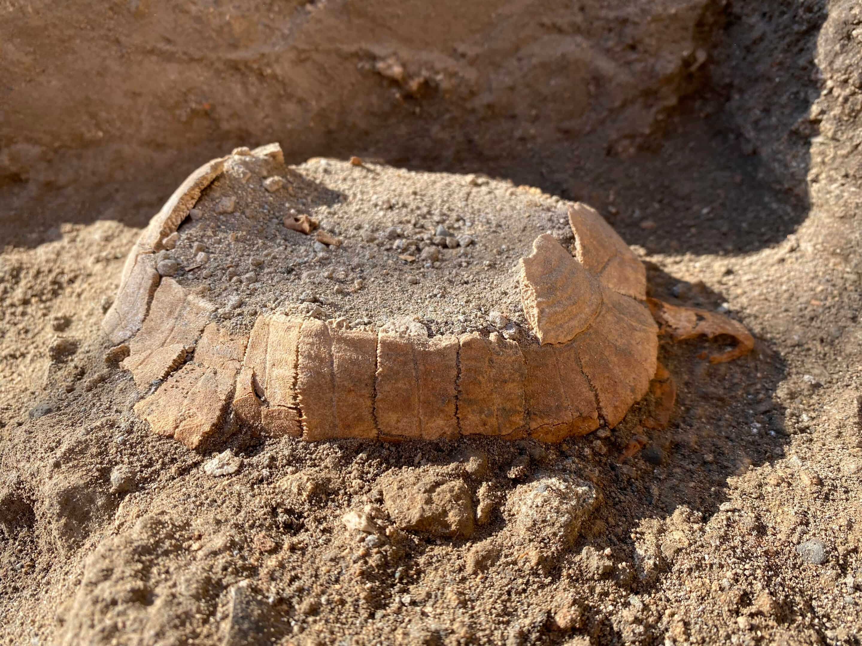 Preserved for centuries: Tortoise and her egg found in new Pompeii excavations Preserved for centuries: Tortoise and her egg found in new Pompeii excavations