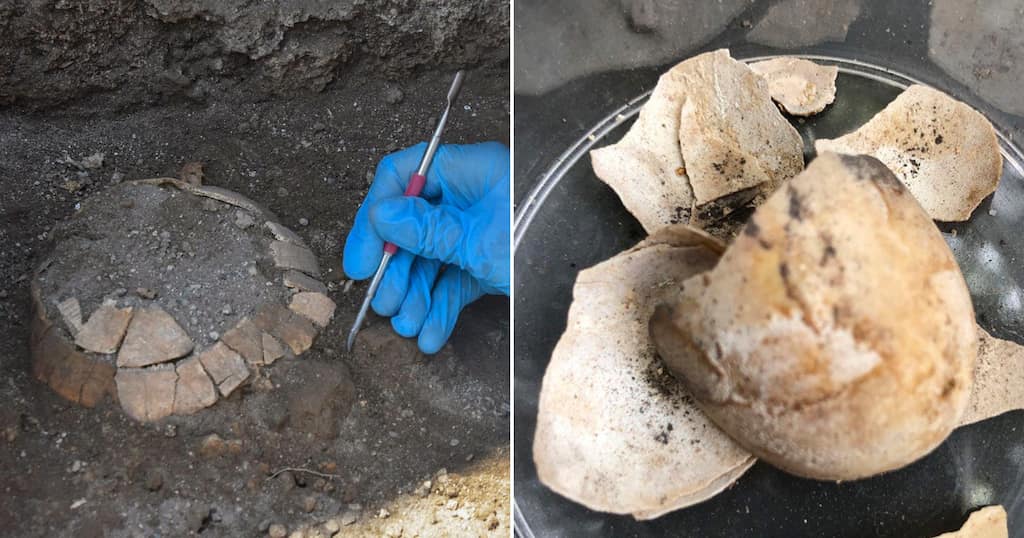 Italy: 2000-yr-old pregnant tortoise remains found in Pompeii